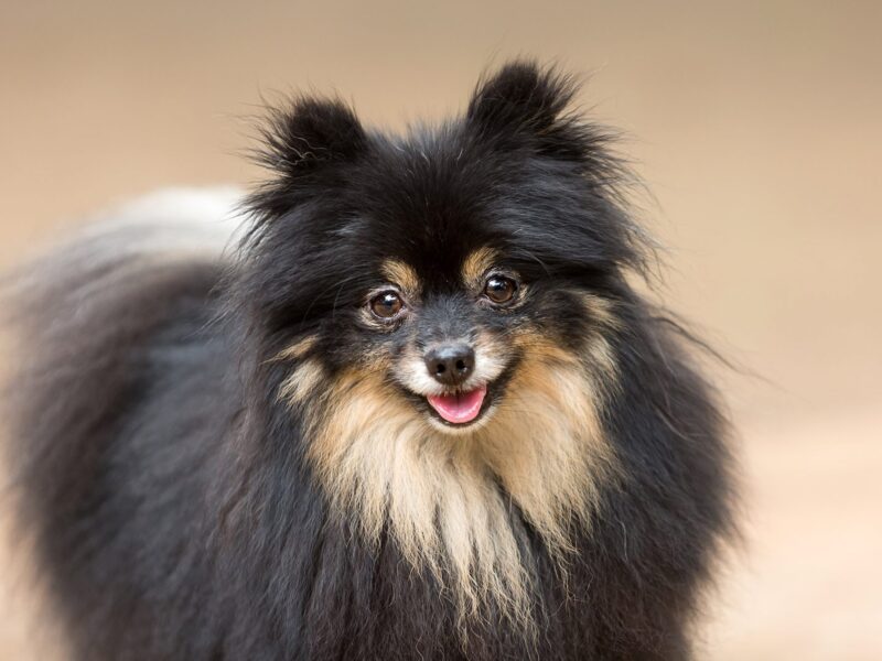What to Look For in a Pomeranian Puppy