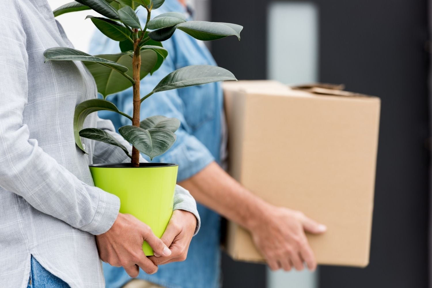 plant gift delivery in Sydney